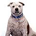 Country Brook Petz - Blue Paisley Martingale Dog Collar - Paisley Collection with 6 Classy Designs (1 1/2 Inch, Extra Large)