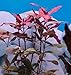 Alternanthera Reineckii VAR. Roseafolia Telanthera Freshwater Red Stem Live Aquarium Plant