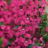 Park Seed Snap Dragon Flower Plant Seeds, Easy to