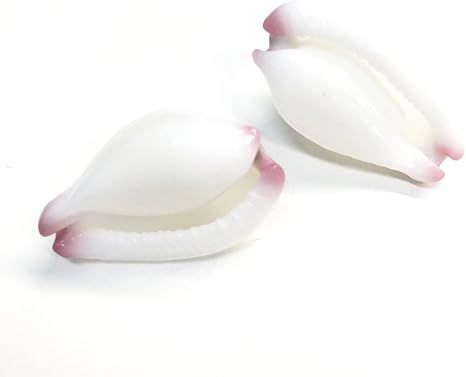 Amazon Co Jp ウミウサギ 貝 天然パーツ 4個入り ホビー 通販