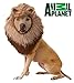 California Costumes Lion Pet Costume Large