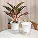 Vencer Self Watering Planter Pot(3 Pack) - for All House Plants,Herbs,African Violets,Succulents,Flowers or Start Seedlings,White,VF-038