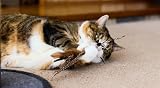 Petface Retractable Feather and Bell Wand Cat Teaser Toy 31cm-84cm view 4