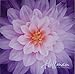 Dream Big Floral~Orchid~Digital Panel 43