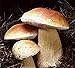 King Bolete Mushroom (Boletus edulis Bull) Mycelium Spores Spawn Dried Seeds