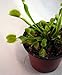 Venus Fly Trap Plant - Carnivorous - 3