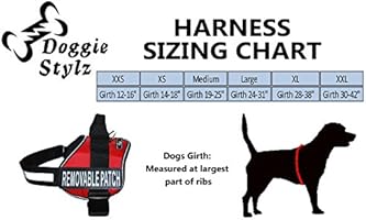 golden retriever first heat