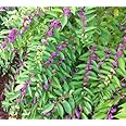 Beautyberry Bushes - Pink Flowers and Purple Berries - Live Plants Shipped 2 to 3 Feet Tall by DAS Farms (No California) (Japanese Beautyberry)