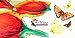 Colored Pencils - 48 Color Pencils Pre-Sharpened Set For Premium Drawing & Coloring + 4 Free Extra Art supplies -Perfect for Kids, Art Students and Professionals