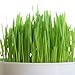 Certified Organic Non-GMO Wheatgrass Seeds - 1 LB Wheat Seed - Guaranteed to Grow