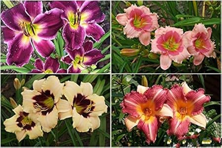 FERNSFLY IMP. Daylily | Hemerocallis | Daylilies | Day Lily Excellent Quality Flower Bulbs Aromatic Flower Plant Home Outdoor Gardening Plants Flowering Bulbs (Pack Of 6 Multi-colour)