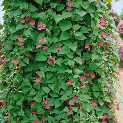 Climbing Snapdragon Vine Rose Seeds Asarina Scandens 10 Seeds