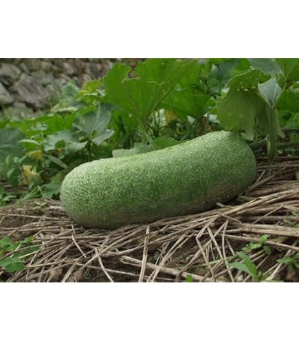 let's plant a magical garden Let's Plant a Magical Garden Hinged Tin main image 1
