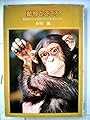 動物とこころ―動物はなにを知り、なにを考えるか (1978年) (大日本ジュニア・ノンフィクション)