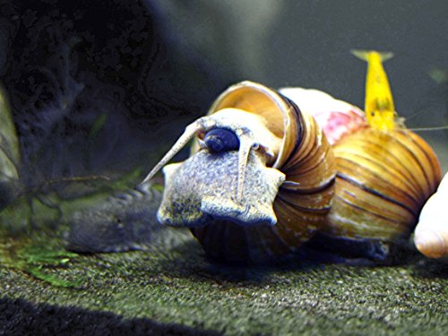 5 Large 1 2 2 Inches Japanese Trapdoor Snails Viviparus Malleattus Live Snails By Aquatic Art