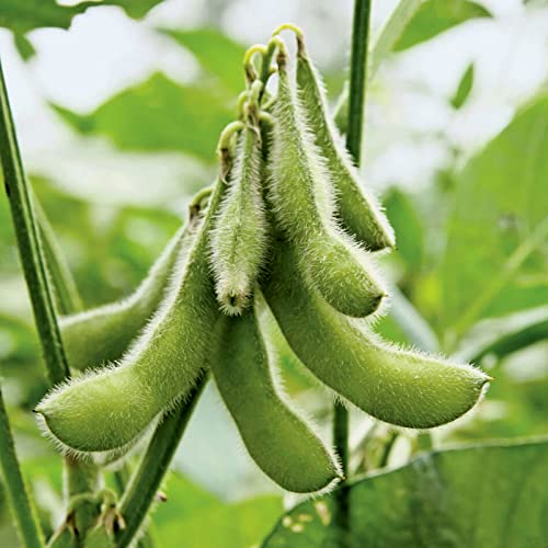 50 Pcs Midori Giant Edamame Seeds Heirloom HIGH Germination Rate Fresh
