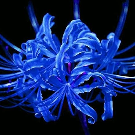 Amazon Co Jp 発芽seeds 2個の球根 ヒガンバナ属の球根 ラジアータ球根 スパイダーリリー球根 2 6 8 10 15個 ロイヤルブルー ホット ホーム キッチン