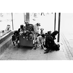 Elliott Erwitt's Dogs