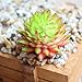 Dutch Brook 5Pcs Different Succulents Artificial Cactus Plants for Office Home Garden Decor (Sent Randomly)