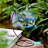 NewDreamWorld Table Aquarium Kit - 2 x 10 mm Aquatic Living Moss Balls Small Stones of Glass Black Fan Coral Branch in a 3.5
