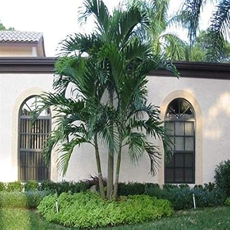 Portal Cool Archontophoenix Alexandrae - Rey de Palm - Bungalow de ...