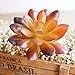 Fuyamp 5 Pcs Plastic Different Mini Fake Succulents Artificial Cactus Plants Color Random