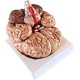 3B Scientific C25 8 Part Brain with Arteries on Base of ...