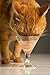 Hartz Delectables Bisque Lickable Wet Cat Treats with Tuna & chicken, Senior Cats 10+ years, 1.4 Ounce (Pack of 12) - Packaging May Vary