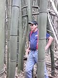 Japanese Timber Bamboo Plant Rhizome