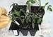 48 Transplant/Seedling Plastic Pots (3.25 Inch) and Transplant Tool (Bundle of 2) Total 49 Pieces