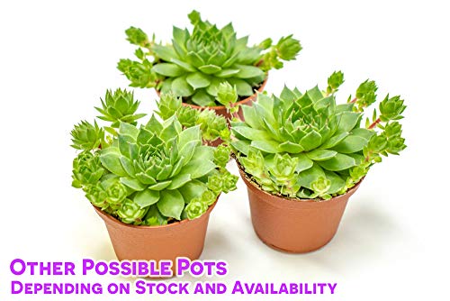 2 Pack+Live+Sempervivum+Houseleek+Geometric+Rosette