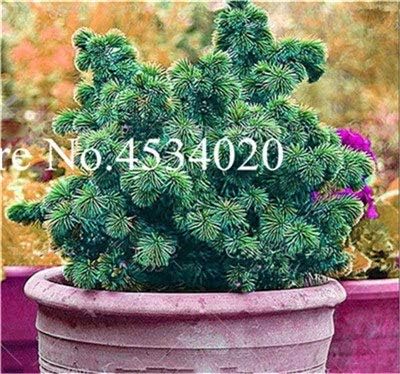 Albero Di Natale Rosso E Blu.Pinkdose Albero Di Abete Rosso Raro Blu 50 Pezzi Albero Di Abete Rosso Sempreverde Bonsai Albero Di Natale In Pino Decorato Per Piante Ornamentali 3 Amazon It Giardino E Giardinaggio