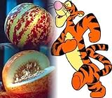 Rare Tigger Melon 10 Seeds - Heirloom - Delicious -Easy by Hirt's Gardens