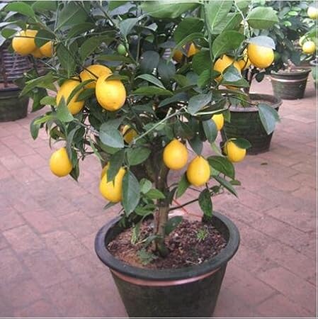 Creative Farmer Bonsai Suitable Fruit Seeds : Lemon Tree Bonsai SuitableTree, Heirloom Fruit Seeds For Kitchen Garden Bonsai Suitable Fruit Seeds Pack