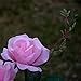 Outdoor Solar Garden Stake Lights, Homeleo Solar Powered Rose Flower Lights for Garden Back Yard Patio Christmas Decoration - Pink