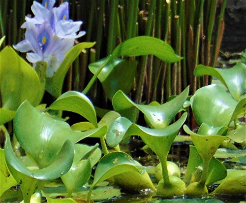 Water Hyacinths Floating Water Garden Plants (12 live plants) - Thumbnail 4
