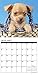 Just Chihuahua Puppies 2017 Wall Calendar (Dog Breed Calendars)