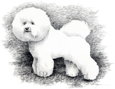 bichon drawing