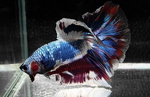 Betta Piedbail Metallic Rountail 3 Inches Assorted Colors - Freshwater Live Tropical Fish