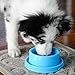 PetLike Dog Bowls Pet Food Bowls, No Spill Cat Food Bowl Water Food Feeder Pet Dishes for Cat Puppies Small Medium Dogs