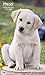 Puppies Pocket Planner 2 Year (2017),Design May Vary