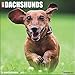 Dachshunds 2017 Wall Calendar