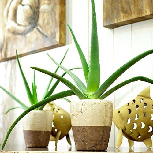 Aloe Vera - Succulent Plant in a Classic White Display Pot