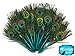 Peacock Feathers, 10 Turquoise Blue Mini Natural Peacock Tail Feathers with Eyes