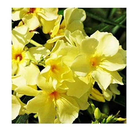 Modern Plants Live Kaner Yellow Double flower Plant With Pot - Decorative Outdoor Plant