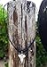 exoticdream Shark Tooth Small Beads Necklace Handmade Hawaiian Style Beach Adjustable Cord