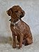 EXPAWLORER Black Small Fashion Jeweled Diamante Dog Cat Puppy Collars Necklace Style