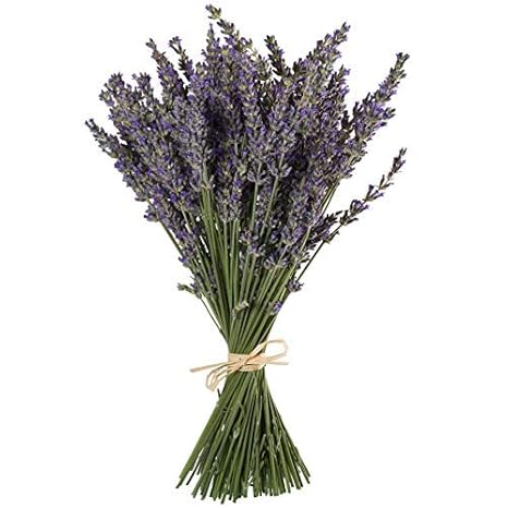 TooGet Natürliche Lavendel Bündel, Frisch Geerntete 100 Stämme Getrockneter Lavendel Bündel 40-45cm Lang, Dekorative Blumenst