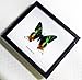 FRAMED BEAUTIFUL REAL MADAGASCAR BUTTERFLY DISPLAY TAXIDERMY