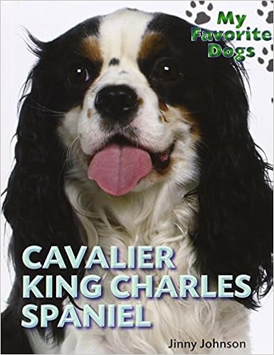 amazon cavalier king charles spaniel